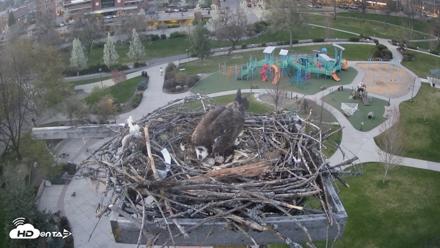 Coeur d'Alene Idaho Osprey Nest Live Cam - Apr 20, 2026, 7:57pm PDT