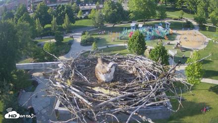 Coeur d'Alene Idaho Osprey Nest Live Cam - May 27, 2026, 6:28pm PDT