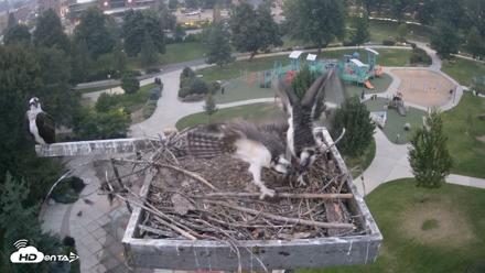 Coeur d'Alene Idaho Osprey Nest Live Cam - Aug 3, 2026, 8:37pm PDT