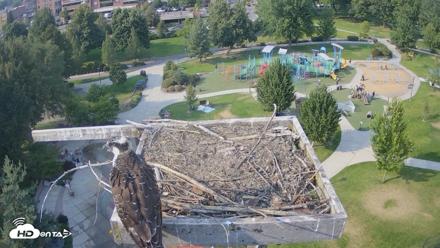 Coeur d'Alene Idaho Osprey Nest Live Cam - Aug 14, 2026, 4:53pm PDT