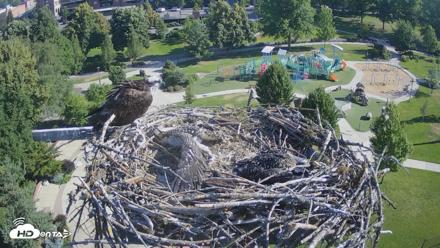 Coeur d'Alene Idaho Osprey Nest Live Cam - Jul 7, 2026, 8:29am PDT