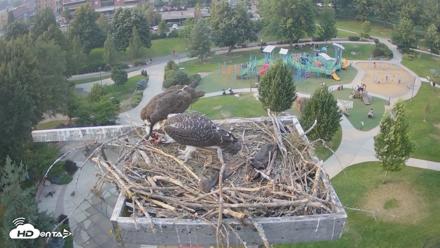 Coeur d'Alene Idaho Osprey Nest Live Cam - Jul 25, 2026, 6:15pm PDT