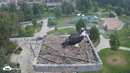 Coeur d'Alene Idaho Osprey Nest Live Cam - Aug 7, 2026, 8:59am PDT
