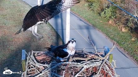 Fishers Island Middle Farms Ospreys Live Webcam - Apr 28, 2026, 7:51am EDT