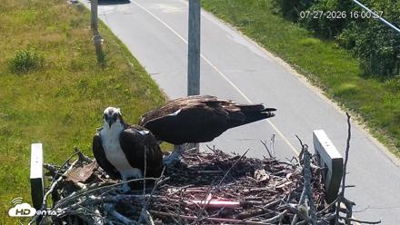 Fishers Island Middle Farms Ospreys Live Webcam - Jul 27, 2026, 4:01pm EDT