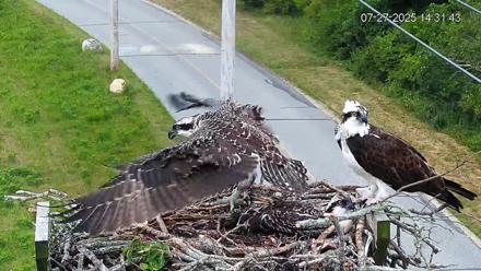 Fishers Island Middle Farms Ospreys Live Webcam - Jul 27, 2025, 3:19pm EDT