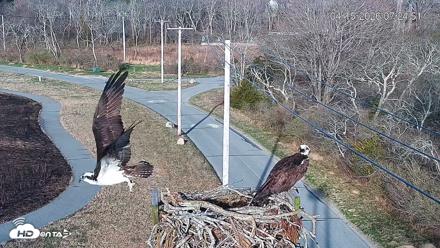 Fishers Island Middle Farms Ospreys Live Webcam - Apr 15, 2026, 8:04am EDT