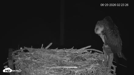 Fishers Island Middle Farms Ospreys Live Webcam - Jun 25, 2026, 2:24am EDT