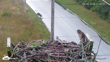 Fishers Island Middle Farms Ospreys Live Webcam - Sep 5, 2026, 5:55pm EDT