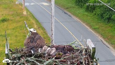 Fishers Island Middle Farms Ospreys Live Webcam - Jul 5, 2026, 7:16am EDT