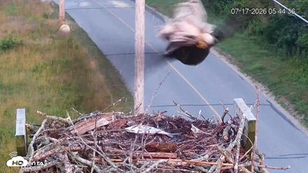 Fishers Island Middle Farms Ospreys Live Webcam - Jul 17, 2026, 6:07am EDT