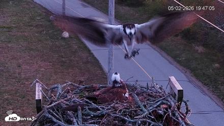 Fishers Island Middle Farms Ospreys Live Webcam - May 2, 2026, 8:46pm EDT