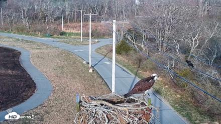 Fishers Island Middle Farms Ospreys Live Webcam - Apr 15, 2026, 8:01am EDT