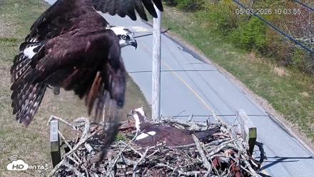 Fishers Island Middle Farms Ospreys Live Webcam - May 3, 2026, 11:06am EDT