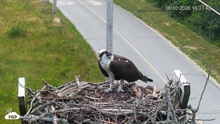 Fishers Island Middle Farms Ospreys Live Webcam - Aug 10, 2026, 4:32pm EDT