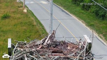 Fishers Island Middle Farms Ospreys Live Webcam - Jul 15, 2026, 12:11pm EDT