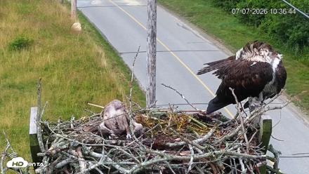 Fishers Island Middle Farms Ospreys Live Webcam - Jul 7, 2026, 10:40am EDT
