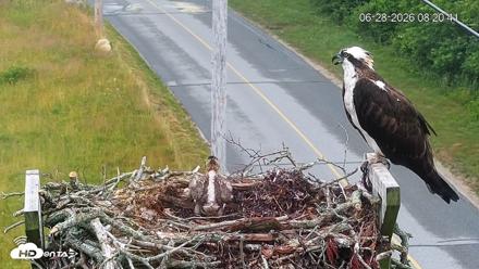 Fishers Island Middle Farms Ospreys Live Webcam - Jun 28, 2026, 8:21am EDT