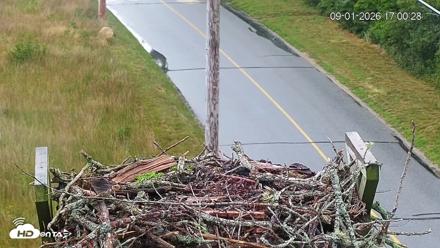 Fishers Island Middle Farms Ospreys Live Webcam - Sep 1, 2026, 5:01pm EDT