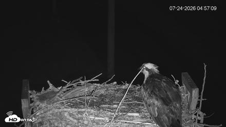 Fishers Island Middle Farms Ospreys Live Webcam - Jul 24, 2026, 4:58am EDT