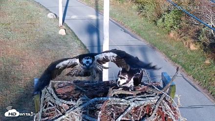 Fishers Island Middle Farms Ospreys Live Webcam - Apr 28, 2026, 7:56am EDT