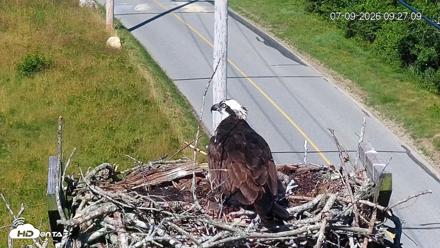 Fishers Island Middle Farms Ospreys Live Webcam - Jul 9, 2026, 9:28am EDT