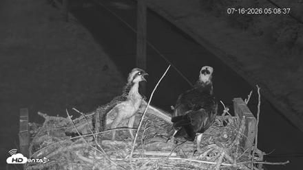 Fishers Island Middle Farms Ospreys Live Webcam - Jul 16, 2026, 5:25am EDT