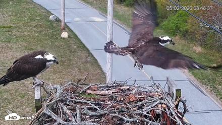 Fishers Island Middle Farms Ospreys Live Webcam - May 2, 2026, 9:09am EDT