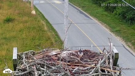 Fishers Island Middle Farms Ospreys Live Webcam - Jul 11, 2026, 8:53am EDT