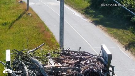 Fishers Island Middle Farms Ospreys Live Webcam - Jun 13, 2026, 4:32pm EDT