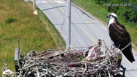 Fishers Island Middle Farms Ospreys Live Webcam - Jul 8, 2026, 11:04am EDT