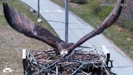 Fishers Island Middle Farms Ospreys Live Webcam - Apr 26, 2026, 6:23pm EDT