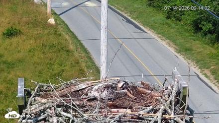 Fishers Island Middle Farms Ospreys Live Webcam - Jul 14, 2026, 9:15am EDT