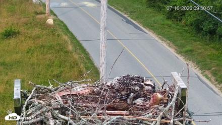 Fishers Island Middle Farms Ospreys Live Webcam - Jul 16, 2026, 9:31am EDT