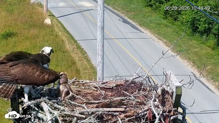 Fishers Island Middle Farms Ospreys Live Webcam - Jun 29, 2026, 10:45am EDT