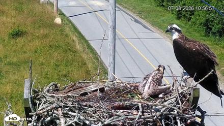 Fishers Island Middle Farms Ospreys Live Webcam - Jul 8, 2026, 10:57am EDT