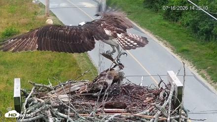 Fishers Island Middle Farms Ospreys Live Webcam - Jul 16, 2026, 2:34pm EDT