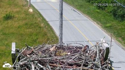 Fishers Island Middle Farms Ospreys Live Webcam - Jul 29, 2026, 12:36pm EDT