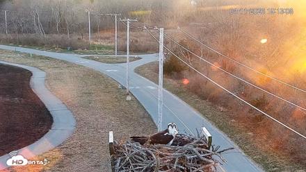 Fishers Island Middle Farms Ospreys Live Webcam - Apr 11, 2026, 7:13pm EDT