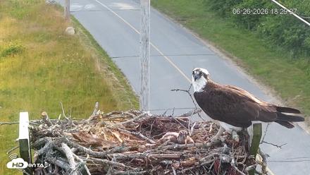 Fishers Island Middle Farms Ospreys Live Webcam - Jun 26, 2026, 6:30pm EDT