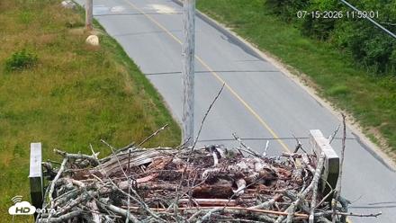Fishers Island Middle Farms Ospreys Live Webcam - Jul 15, 2026, 11:59am EDT