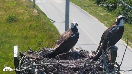 Fishers Island Middle Farms Ospreys Live Webcam - Aug 8, 2026, 3:08pm EDT