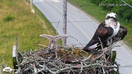 Fishers Island Middle Farms Ospreys Live Webcam - Jul 7, 2026, 10:38am EDT