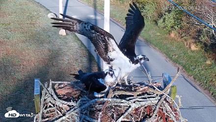 Fishers Island Middle Farms Ospreys Live Webcam - Apr 28, 2026, 7:49am EDT