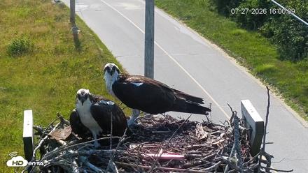 Fishers Island Middle Farms Ospreys Live Webcam - Jul 27, 2026, 4:01pm EDT