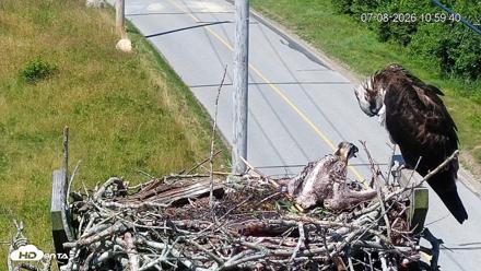 Fishers Island Middle Farms Ospreys Live Webcam - Jul 8, 2026, 11:00am EDT