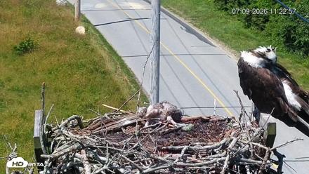 Fishers Island Middle Farms Ospreys Live Webcam - Jul 9, 2026, 11:23am EDT