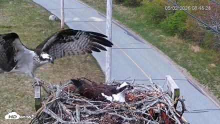 Fishers Island Middle Farms Ospreys Live Webcam - May 2, 2026, 9:06am EDT