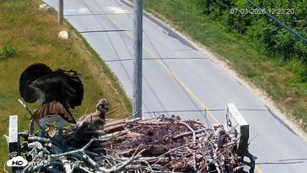 Fishers Island Middle Farms Ospreys Live Webcam - Jul 3, 2026, 12:23pm EDT