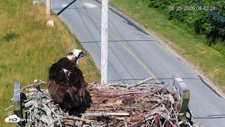 Fishers Island Middle Farms Ospreys Live Webcam - Jun 25, 2026, 8:43am EDT